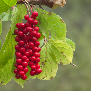 grappe de baies de schisandra