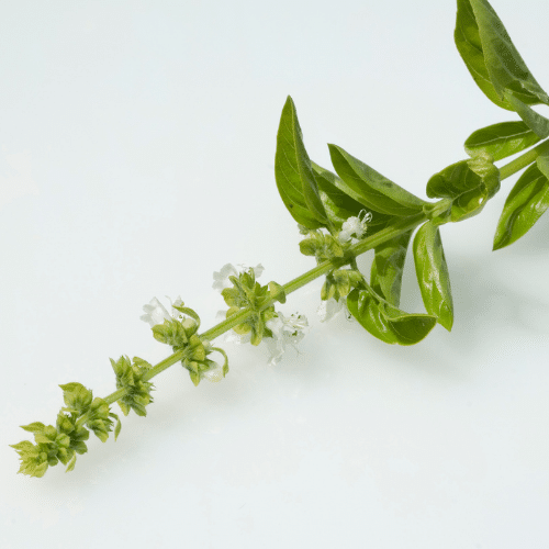 basilic fleurs