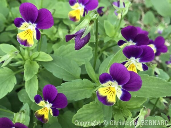 Pens e Sauvage Viola Tricolor 