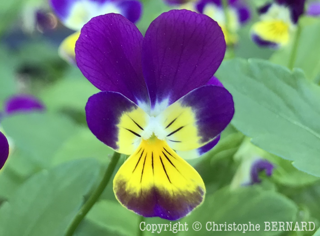Pens e Sauvage Viola Tricolor 