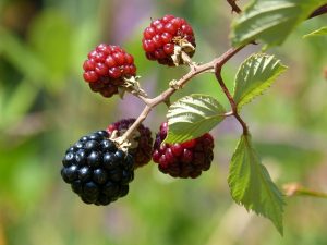 ronce-ou-murier-sauvage-rubus-spp-gingivites-angines-saignements
