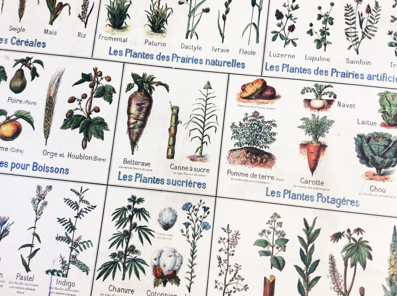 les-graines-germ-es-comment-utiliser-leurs-propri-t-s-m-dicinales