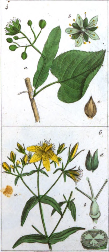 Liste des plantes aromatiques et mdicinales