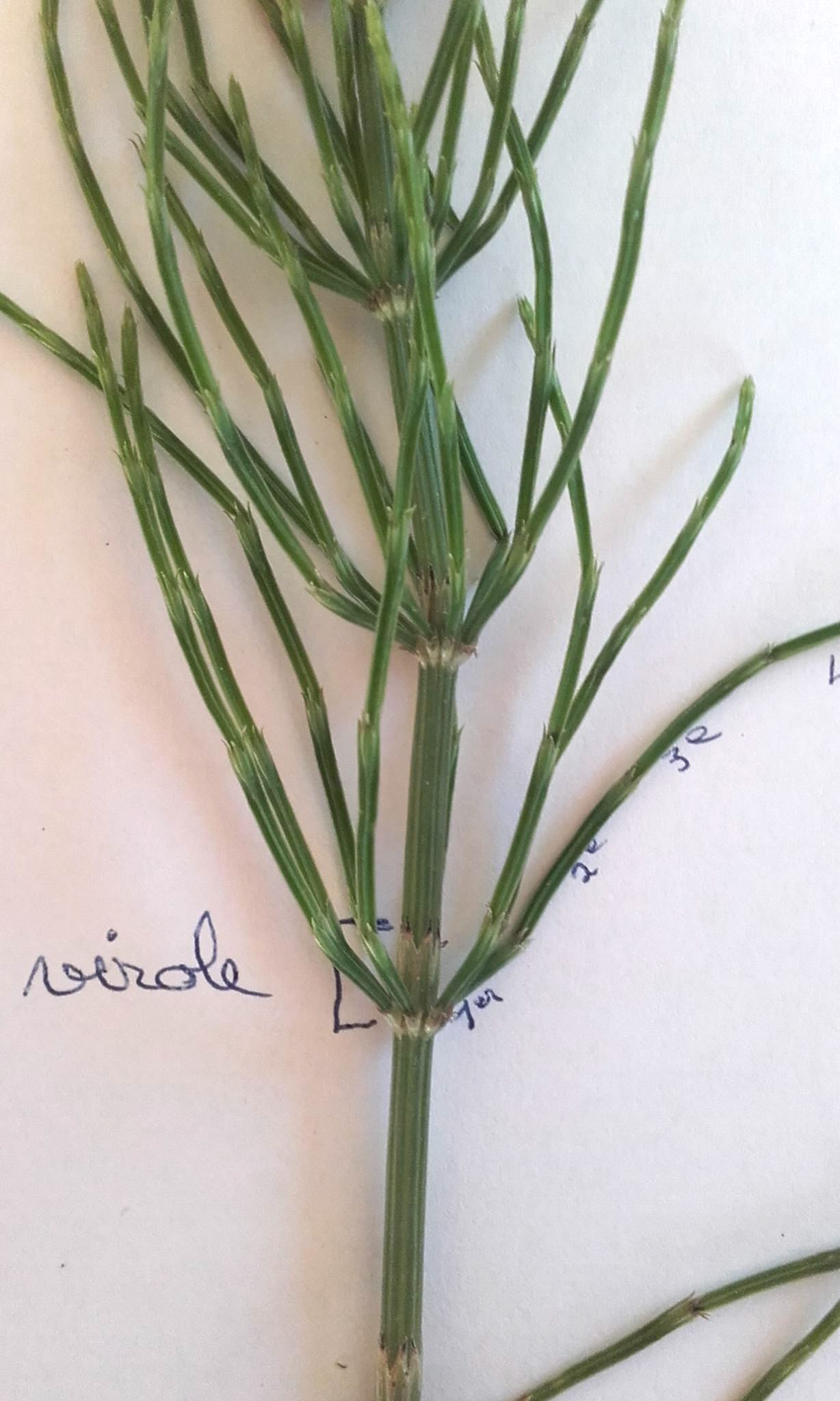 plant scilla Scilla peruviana main image 1