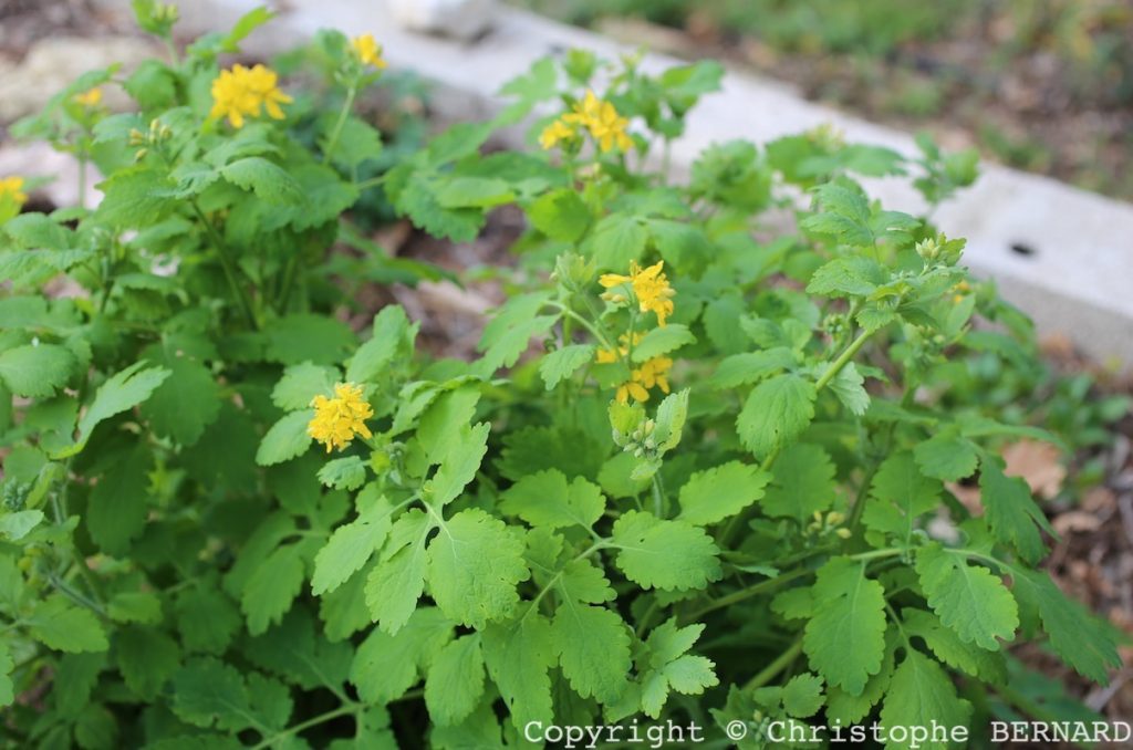 La chélidoine (Chelidonium majus)
