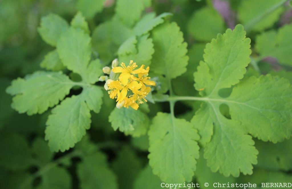 La chélidoine (Chelidonium majus)
