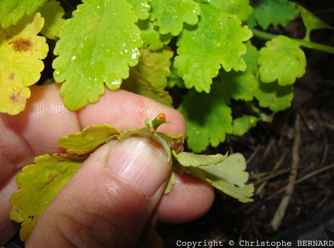 La chélidoine (Chelidonium majus)