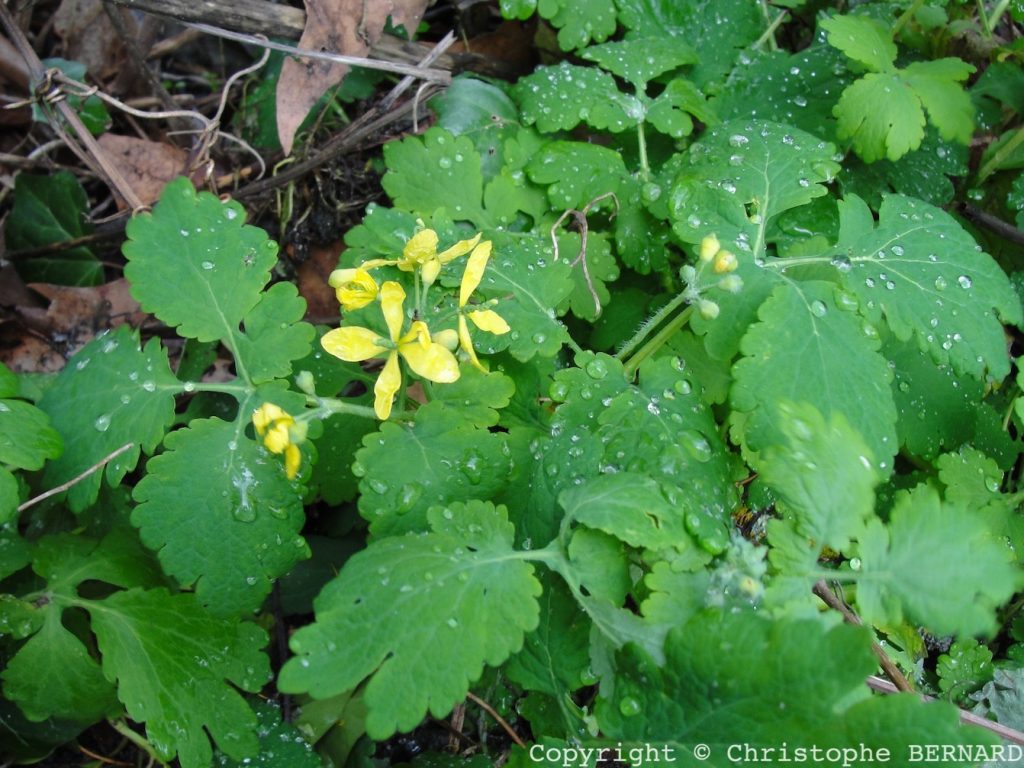 La chélidoine (Chelidonium majus)