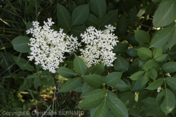 Sureau (Sambucus nigra)