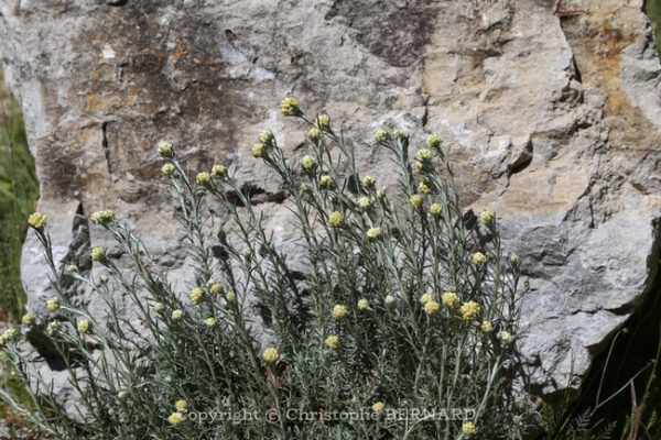 h-lichryse-helichrysum-italicum-grande-r-paratrice-de-la-peau