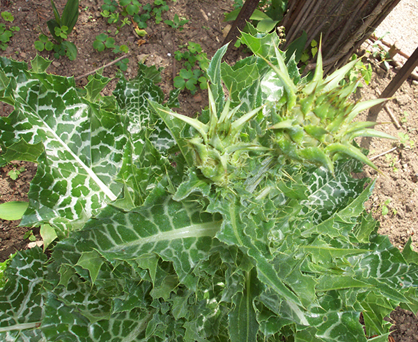 Brves des herbes n2 : chardon-marie, petite renoue, sumac