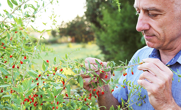 Comment planter et cultiver un arbuste de baies de goji ?