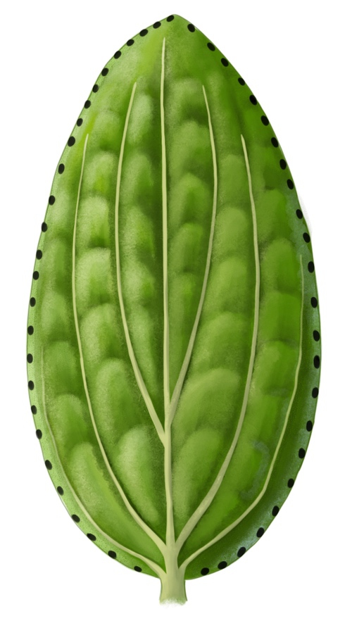 feuille de millepertuis maculatum
