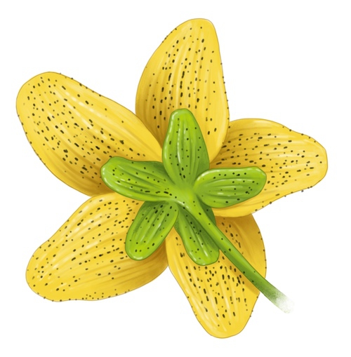 fleur de millepertuis maculatum