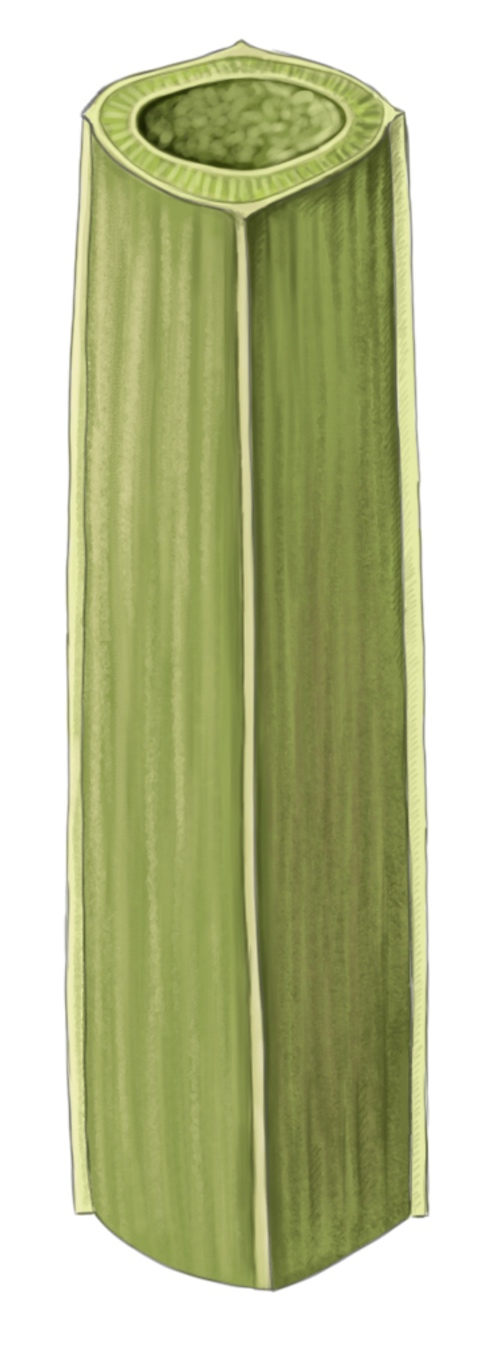 tige de millepertuis maculatum