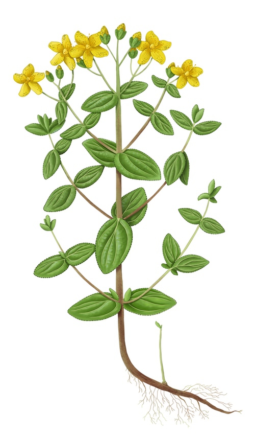 millepertuis maculatum plante entière