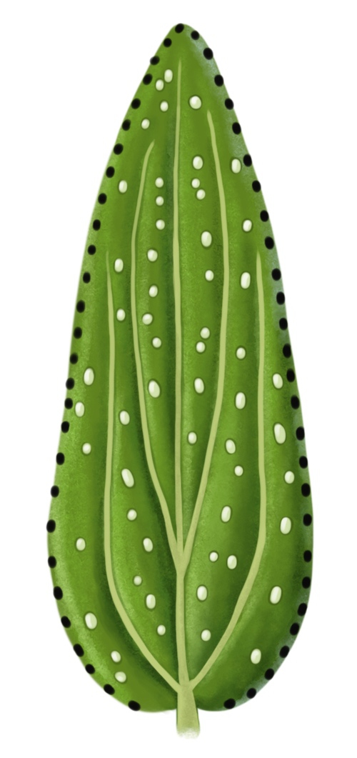 feuille de millepertuis montanum