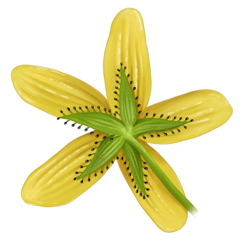 fleur de millepertuis montanum