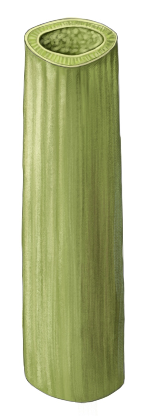 feuille de millepertuis montanum
