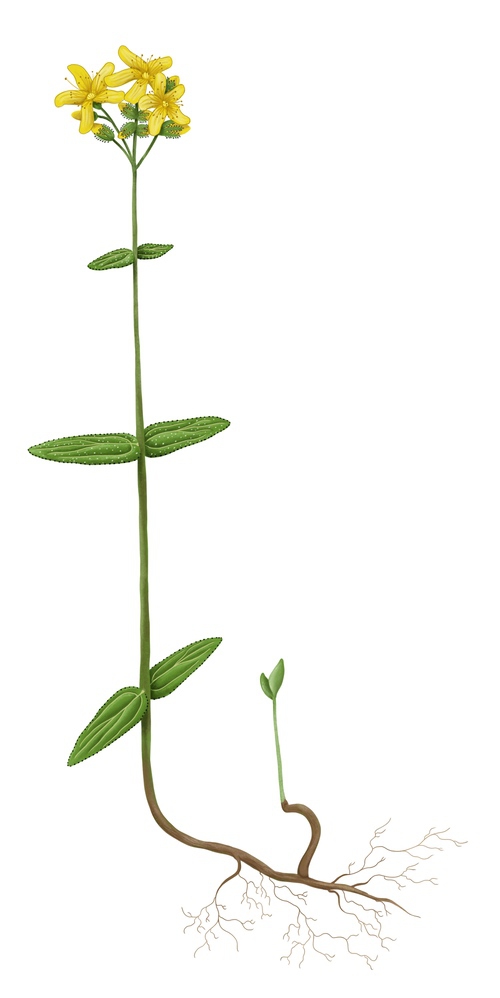 millepertuis montanum plante entière