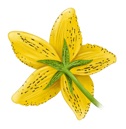 fleur de millepertuis perforé