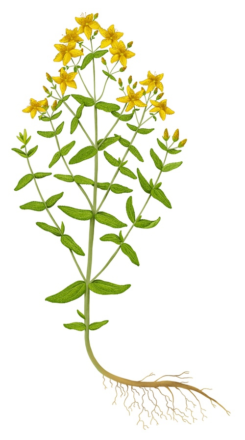 millepertuis perforé plante entière