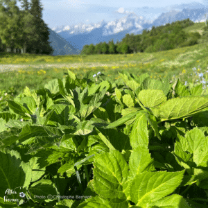 impératoire avec les Alpes en arrière plan