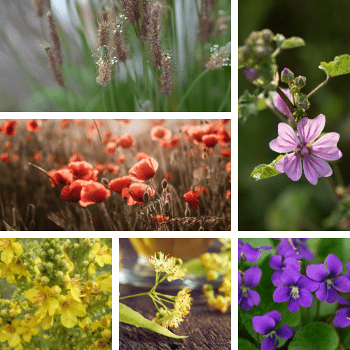 Plantes et problèmes respiratoires liés aux incendies, les mucilagineuses