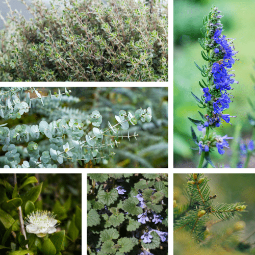 Plantes et problèmes respiratoires liés aux incendies, les aromatiques