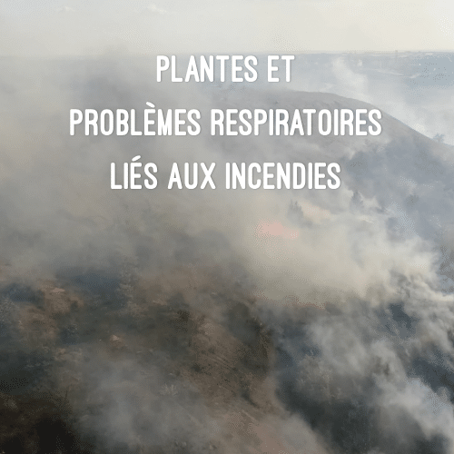 photo fumées incendie de forêt
