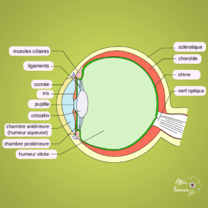 Coupe transversale de l'oeil. Anatomie
