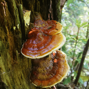 Reishi sauvage sur un tronc