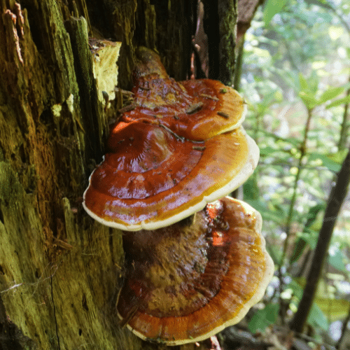 Reishi sauvage sur un tronc